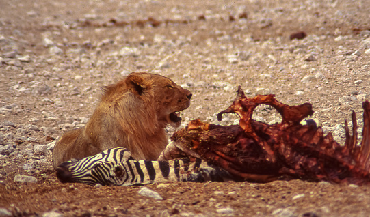A lion guards and defends its prey in Namibia's Etosha National Park.