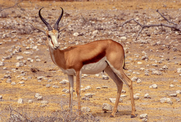 istock Lonely springbok in the African savannah. 1346393085