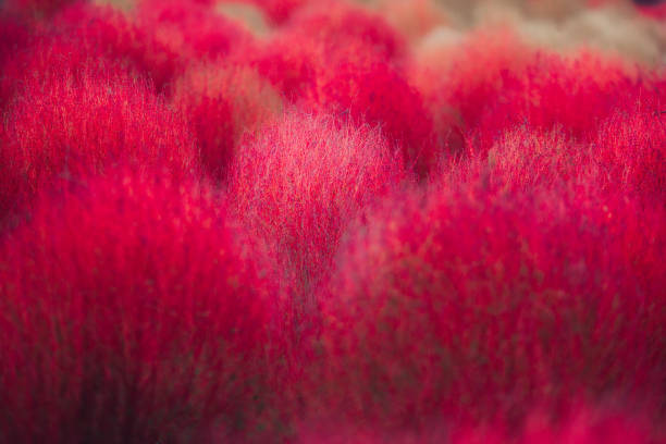 istock Autumn color Kochia 1346393240