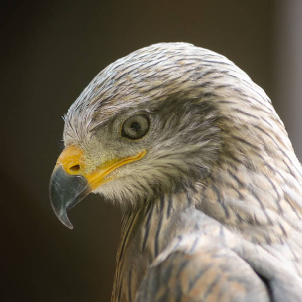 istock Portrait of a black kite (Milvus migrans) 1346393262