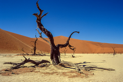 Árboles muertos en Dead Vlei, Sossusvlei, Namibia. photo