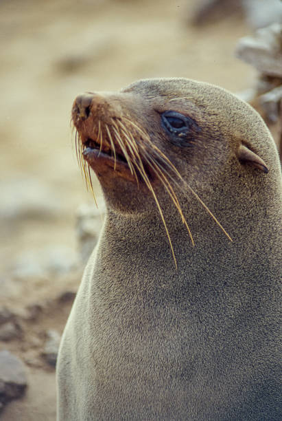 Close up of a sea lion. Portrait of marine lion in Cape Cross Nature Reserve on the coast of Namibia. group of animals california sea lion fin fur stock pictures, royalty-free photos & images