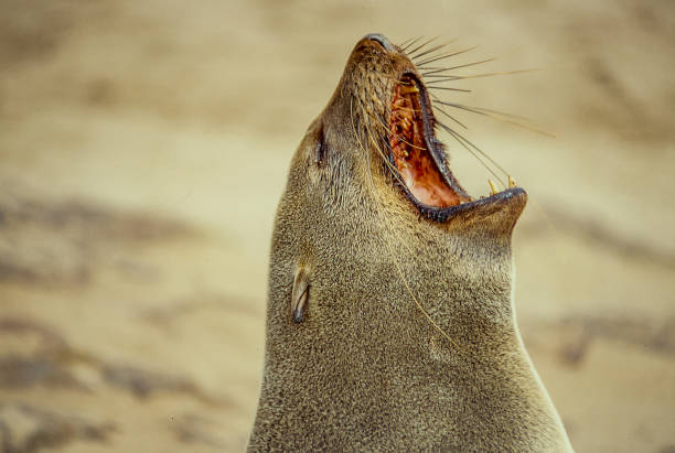 Close up of a sea lion. Portrait of marine lion in Cape Cross Nature Reserve on the coast of Namibia. group of animals california sea lion fin fur stock pictures, royalty-free photos & images