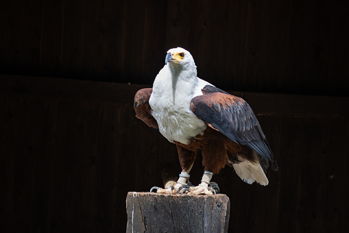 The fish eagle (Haliaeetus vocifer) looks very similar to the bald eagle