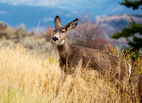 Mother deer alert in the grass