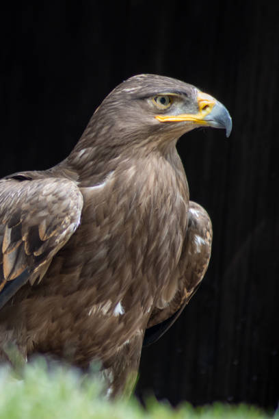 Steppe eagles (Aquila nipalensis) are the character birds of the steppes and semi-deserts and therefore breed mainly in Asia. Portrait of a steppe eagle (Aquila nipalensis) steppe eagle aquila nipalensis stock pictures, royalty-free photos & images