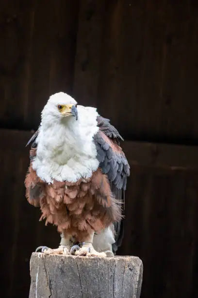 Photo of The fish eagle (Haliaeetus vocifer) is an African bird of prey from the hawk family (Accipitridae)