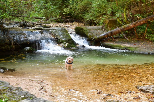 A Lagotto Romagnolo dog in a river