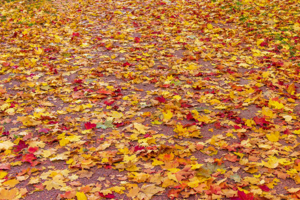 istock Yellow autumn leaves in the park. 1346395844