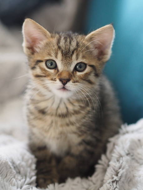 istock 8 weeks American Shorthair Kitty with blue eyes on a gray blanket 1346396061