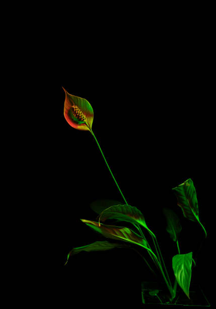 Spathiphyllum flower in a pot, neon color light, isolated on black background