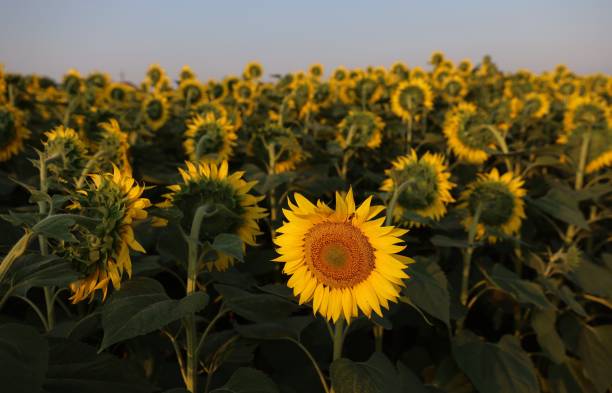 fleur unique sur le champ de tournesols - plant oil photos et images de collection