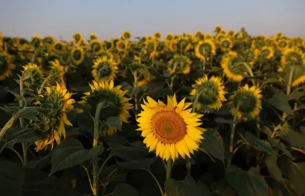 Sunflowers on the field. One unique flower turned the other way