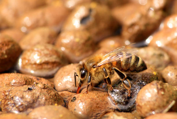 Drinker for bees made of expanded clay