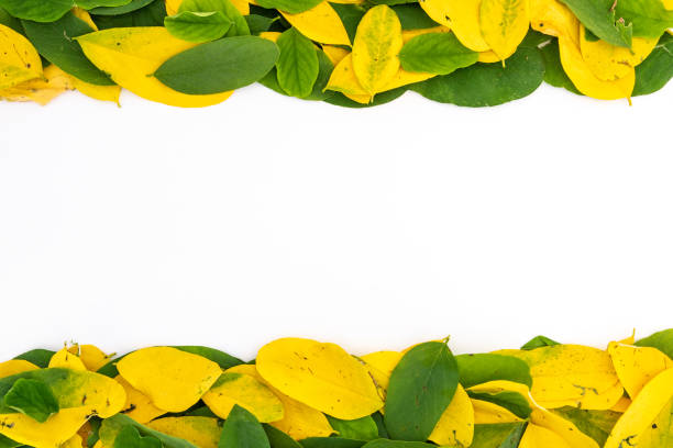 istock green and yellow acacia leaves arranged in rows with copy space 1346398478