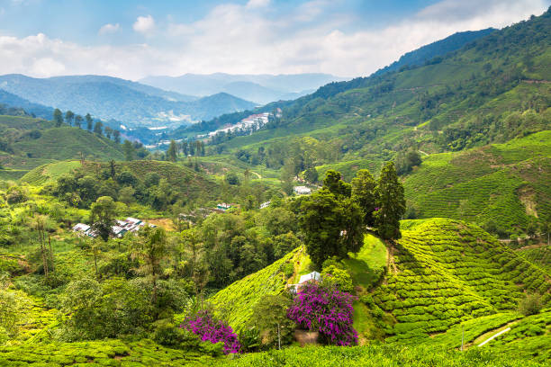 istock Cameron Highlands. Beautiful Tea plantations 1346399331