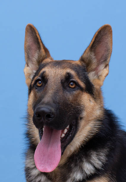 istock Studio portrait of german shepard dog isolated on light blue background 1346399570
