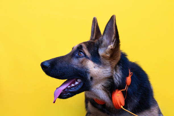 un lindo cachorro de pastor alemán con auriculares aislado sobre fondo amarillo - german shepherd audio fotografías e imágenes de stock