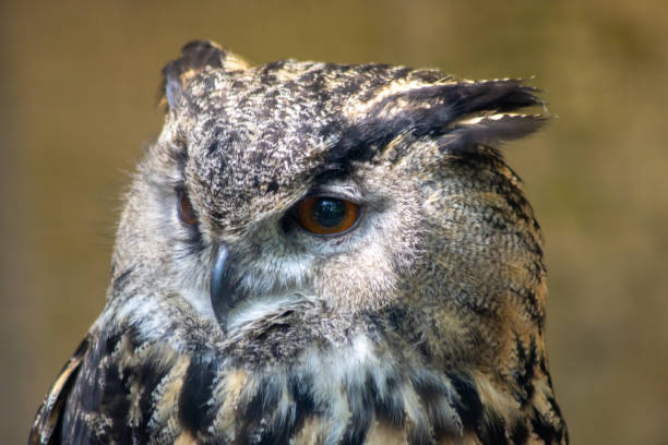 istock Portrait of a European eagle owl (bubo bubo) 1346399703