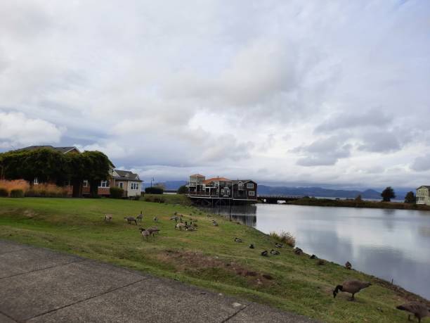 istock Astoria Millpond Village Birds 5 1346399944