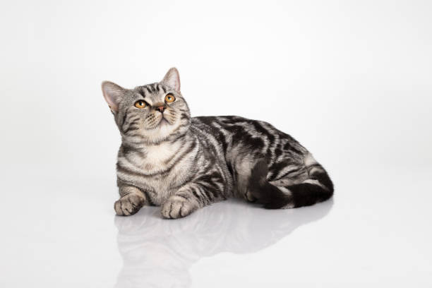 istock Cat portrait lying down looking up isolated on white background with reflection 1346401196
