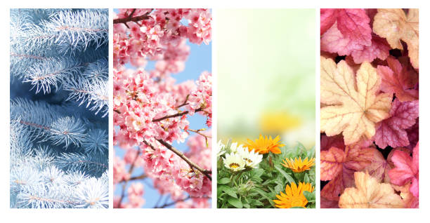 istock Four seasons of year 1346401413