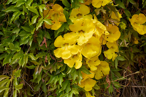 Dolichandra unguis-cati trepadora en flor photo