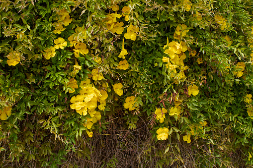 Dolichandra unguis-cati trepadora en flor photo