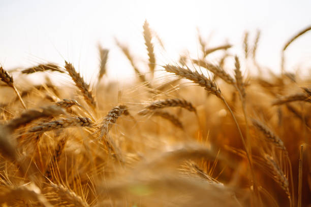 istock Gold wheat field at sunset. Autumn harvest. 1346401559