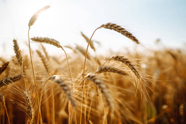 istock Gold wheat field at sunset. Autumn harvest. 1346401638