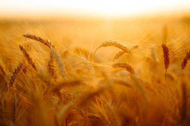 istock Gold wheat field at sunset. Autumn harvest. 1346401678