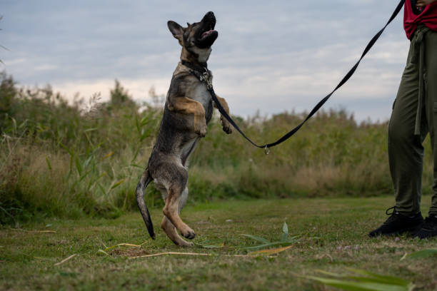 istock A playful four month old German Shepherd puppy 1346402563