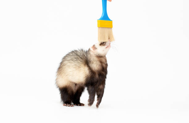 istock Ferret play isolated on a white background 1346402590