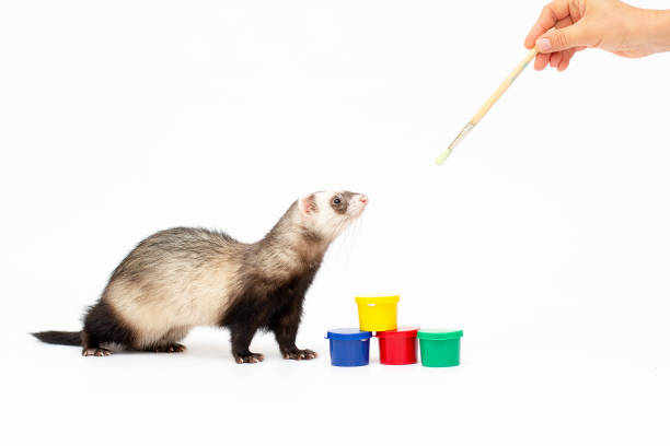 istock Ferret play isolated on a white background 1346402614