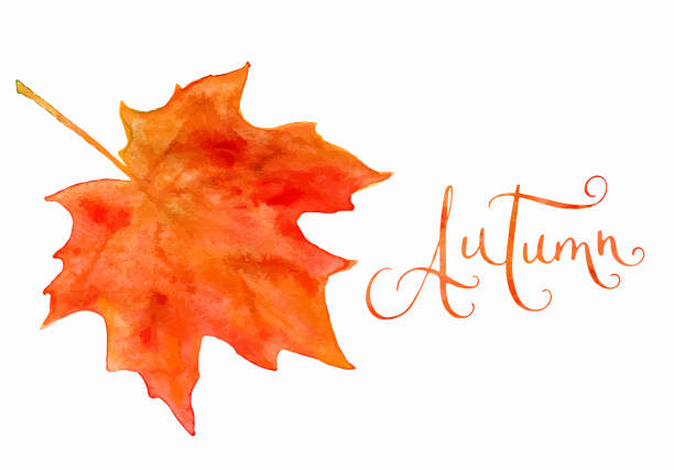 akwarelowy liść klonu i jesienne słowo - maple leaf leaf autumn single object stock illustrations