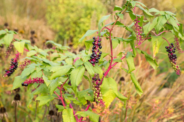 Pokeweed - Phytolacca, with ripe purple berries. Tall North American plant, Phytolacca americana, that has juicy purple berries, and a poisonous purple root used medicinally.
