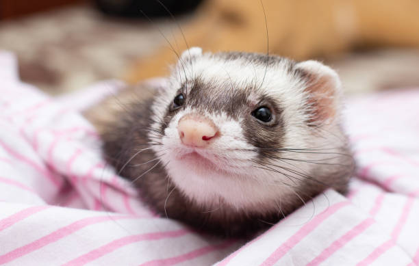 istock The cute ferret with pink scarf 1346403711