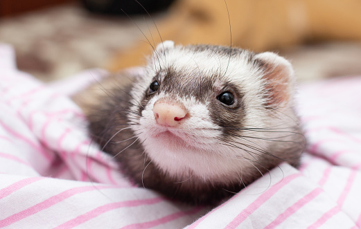 The cute ferret with pink scarf