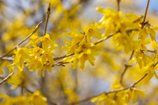 istock tree branches in group of small yellow flowers 1346403718
