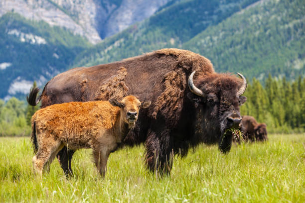 American Bison or Buffalo with calf and herd eating grass stock photo