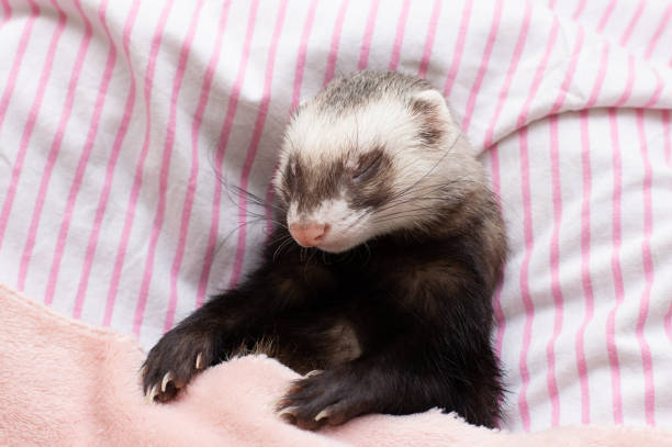 istock The ferret sleeps on the bed 1346403833