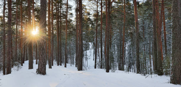 istock sun in winter fir forest in snow 1346403884
