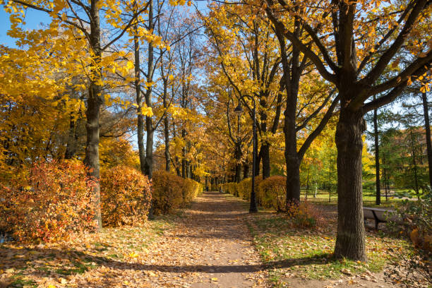istock Autumn maple alley with a lantern and yellow bushes 1346403982