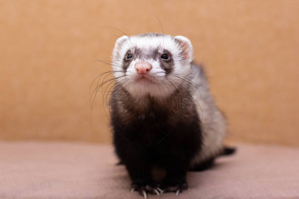 istock The cute funny ferret portrait 1346404124