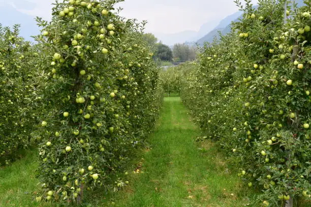 An orchard in South Tyrol