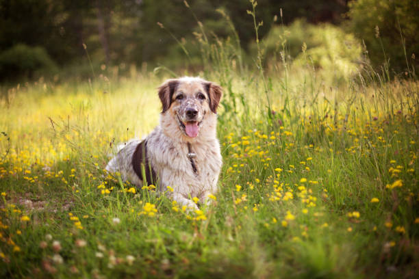 Big dog lying near yellow flowers, smiling