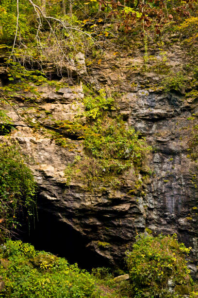 istock Plants growing on the side of a cliff 1346405532