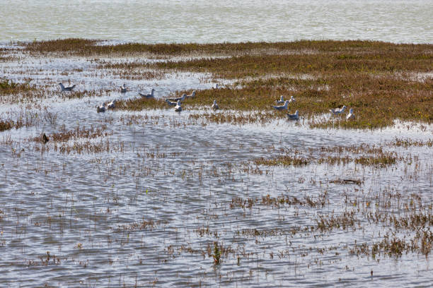 istock Cuckmere river in the Seven sisters National park 1346406397