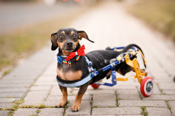 istock Cute dog in wheelchair 1346406519