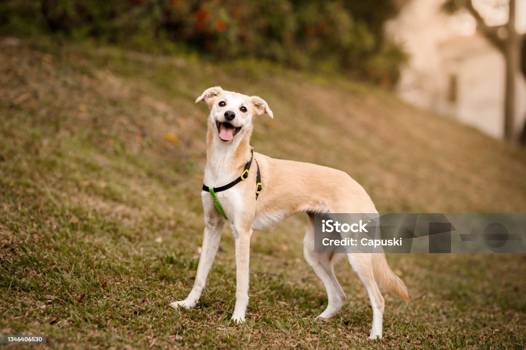 portrait of a happy skinny dog Cute adopted dogs Dog Stock Photo